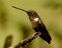 Hummingbird Garden Photo: Brown Inca